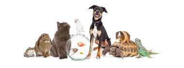 Large group of domestic pets clipart
