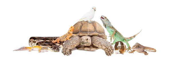 Group of exotic pets — Stock Photo, Image