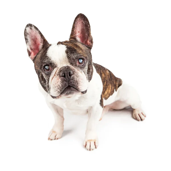Francia Bulldog kutya tenyészt — Stock Fotó