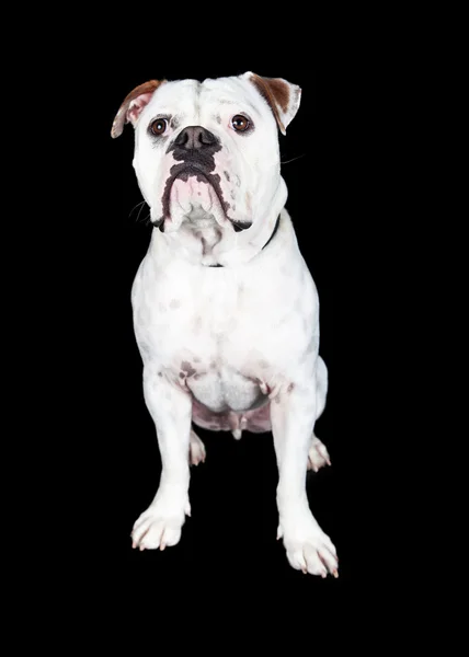 Boxer Crossbreed perro —  Fotos de Stock