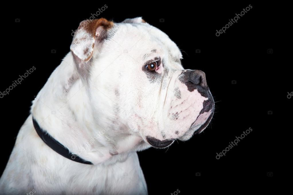 Boxer Crossbreed Dog