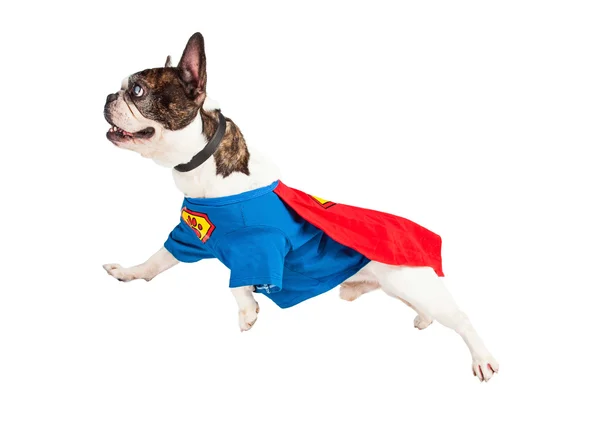 Cão super herói — Fotografia de Stock