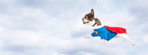 Super héroe perro volando a través del cielo —  Fotos de Stock