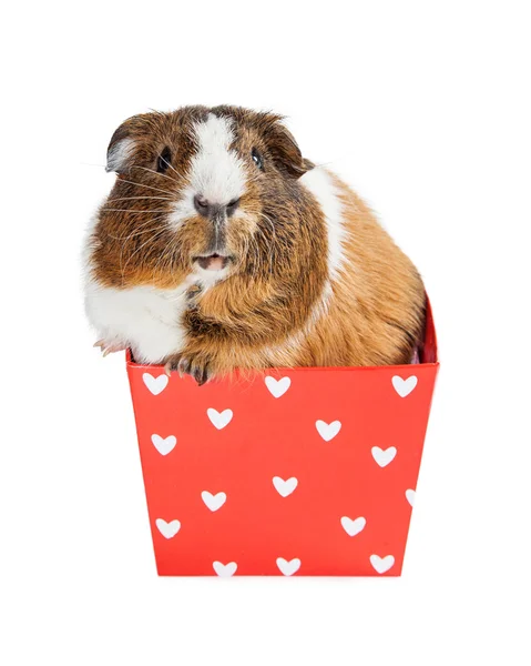 Meerschweinchen in Valentinsherzen-Box — Stockfoto