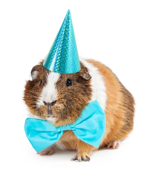 Cerdo de Guinea vestido para la fiesta de cumpleaños — Foto de Stock