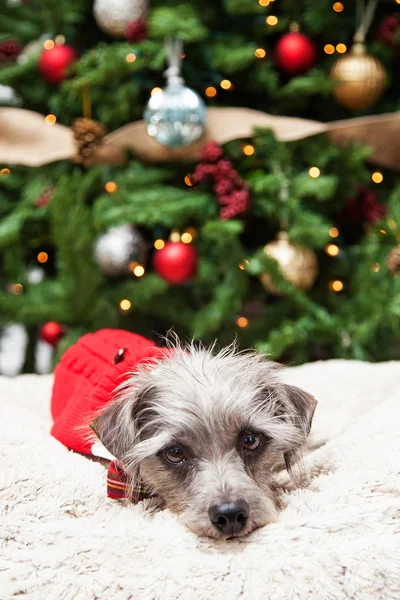 Маленькая собака и рождественская елка — стоковое фото