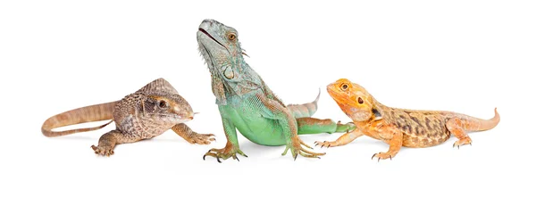 Três tipos de lagartos — Fotografia de Stock