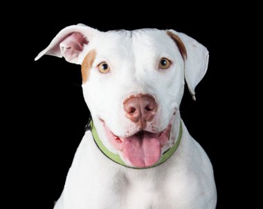 Pit Bull dog with mouth open clipart