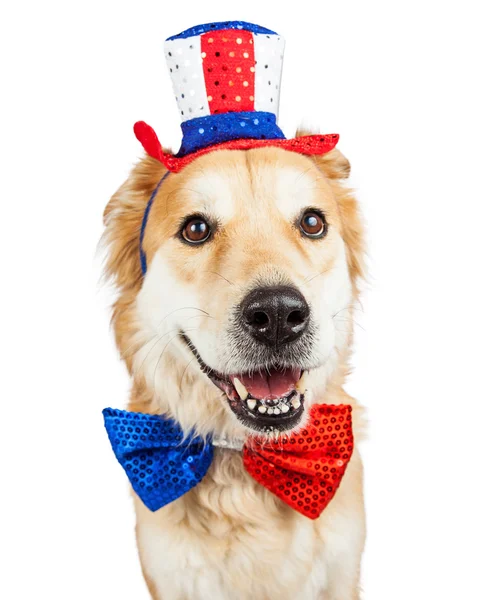 Dia da independência Grande Cão Crossbreed bonito — Fotografia de Stock