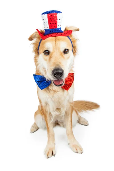 Ημέρα ανεξαρτησίας μεγάλο κραμβέλαιο χαριτωμένο σκυλί — Φωτογραφία Αρχείου