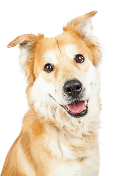 Golden Retriever blandras hund — Stockfoto