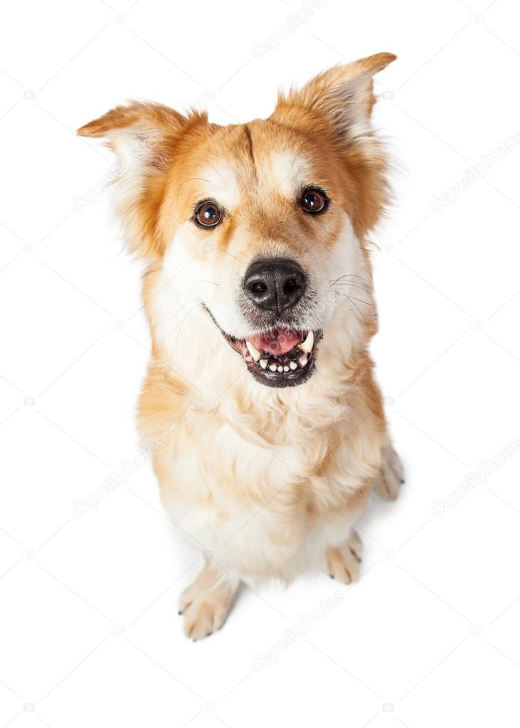 Golden Retriever mixed breed dog