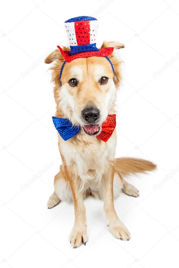 Independence Day Large Cute Crossbreed Dog