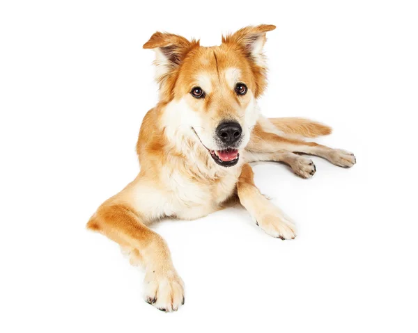 Golden Retriever perro de raza mixta — Foto de Stock