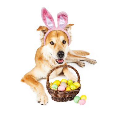 Golden köpek sepeti ile