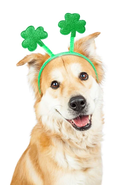 Happy Dog s čelenkou — Stock fotografie