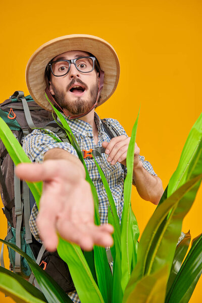 Emotional young man with backpack and tourist hat peeking out from behind tropical plants. Tourism and travel, adventure. Studio portrait on a yellow background.