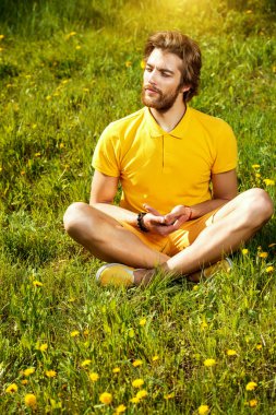 Dandelions çayır