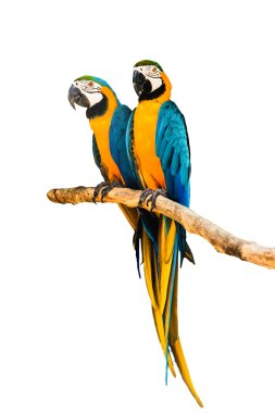 Beyaz arka plan üzerinde izole çift Amerika papağanı papağan