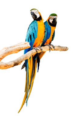 Beyaz arka plan üzerinde izole çift Amerika papağanı papağan