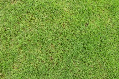 Taze yeşil çimen arka planı.