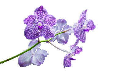 Güzel mor orkide çiçeği - falaenopsis
