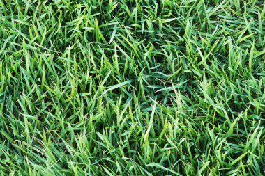 Taze yeşil çimen arka planı.