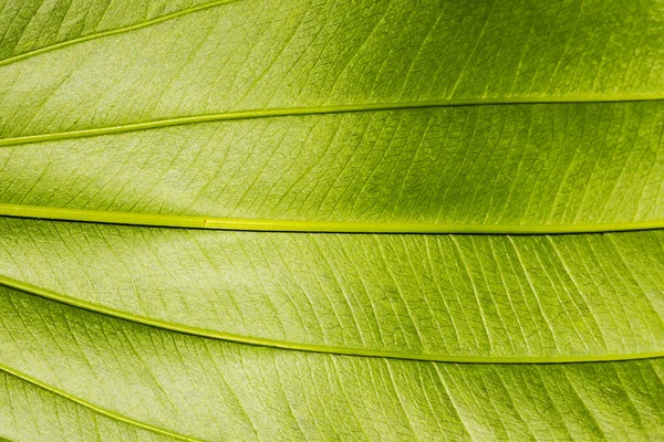 Leaf textur bakgrund — Stockfoto