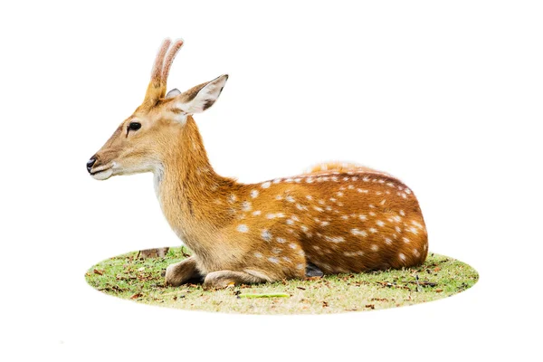 Hjort isolerad på vit bakgrund. — Stockfoto