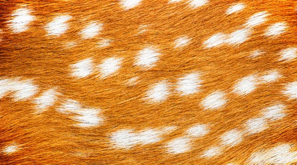 Close-up detail deer fur background. — Stockfoto