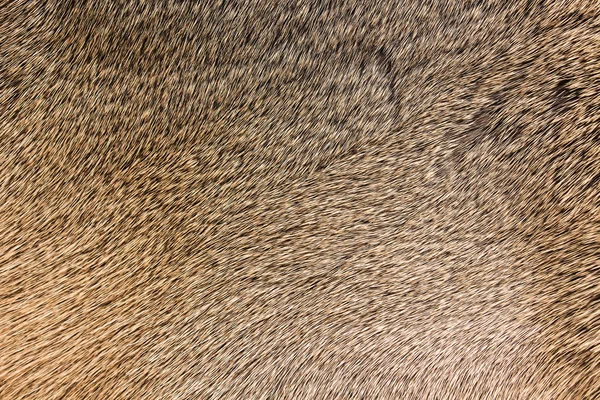 High quality of natural brown fur texture background — Stock Photo, Image