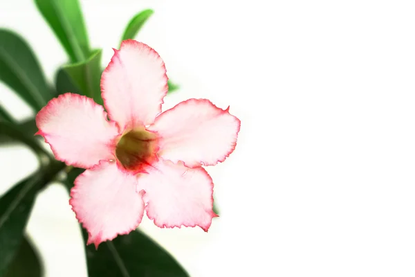 Plumeria Blume tropische Blume isoliert auf weißem Hintergrund — Stockfoto