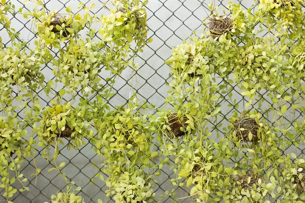 Yeşil sürüngen bitki (Dischidia nummularia Variegata ) — Stok fotoğraf