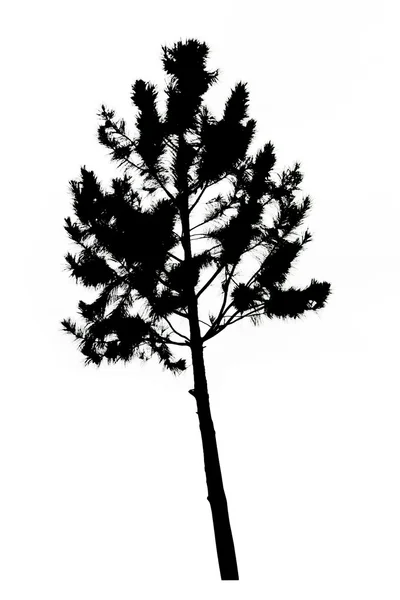 Silhueta de pinheiros no fundo branco — Fotografia de Stock