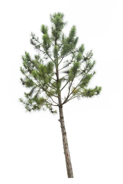 Pinheiro isolado sobre fundo branco — Fotografia de Stock