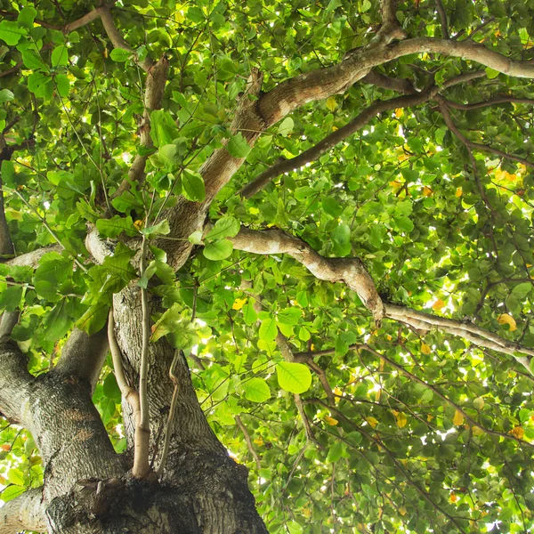 Naturaleza abstracta se puede utilizar para fondo o plantilla — Foto de Stock