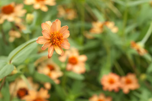 Природа. Крупный план оранжевый цветок на поле . — стоковое фото