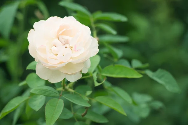 Lähikuva vaaleanpunainen ruusu prosessi viileä sävy tyyli . — kuvapankkivalokuva