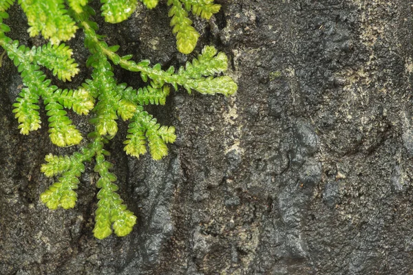 Close-up fresh green leaves with water drop against stone backgr — Φωτογραφία Αρχείου