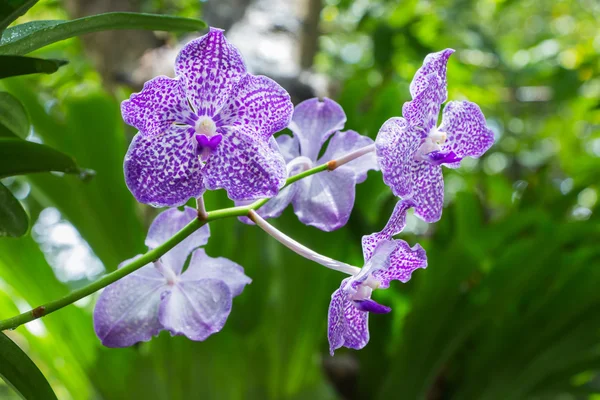 Красивый фиолетовый цветок орхидеи - фаленопсис — стоковое фото