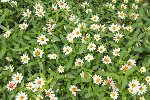 Nature background. White flower field. — Stock fotografie