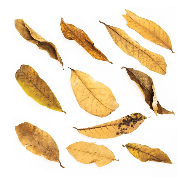 Dried leaves set isolated on white background — Φωτογραφία Αρχείου