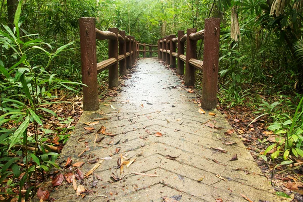 Camino a la selva — Foto de Stock