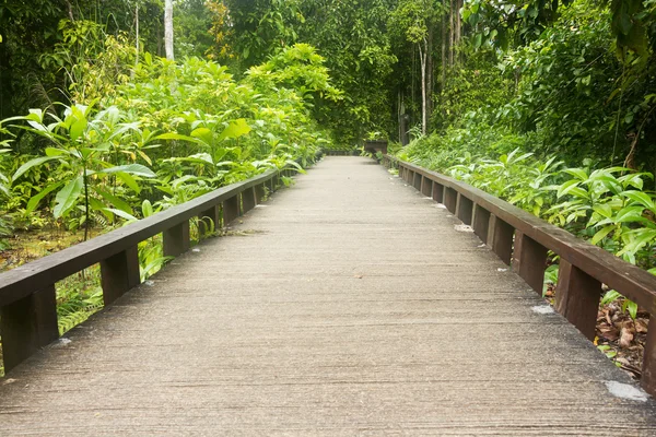 Camino a la selva — Foto de Stock