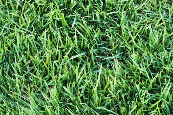 Taze yeşil çimen arka planı.