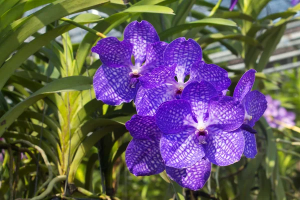 Flores de orquídea púrpura en jardín —  Fotos de Stock