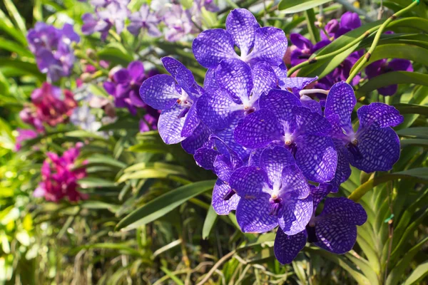 Lila orchidea virágok kert — Stock Fotó