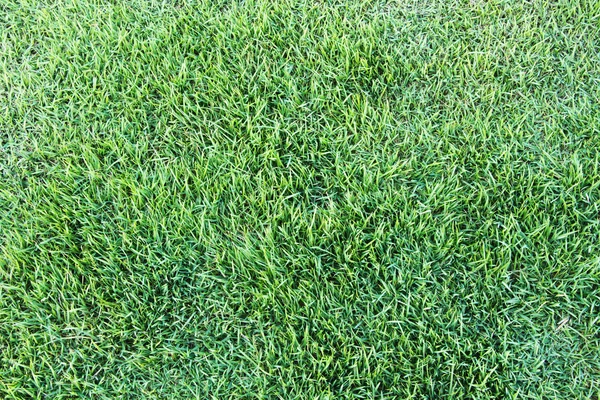 Frisches grünes Gras Hintergrund. — Stockfoto