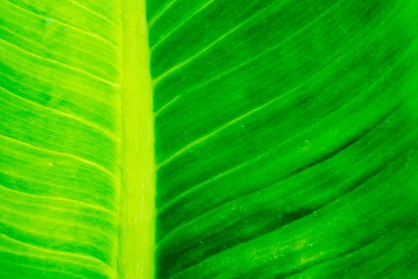 Grön blad struktur bakgrund. — Stockfoto