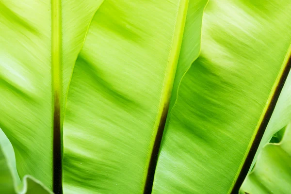 Textura de hoja verde — Foto de Stock